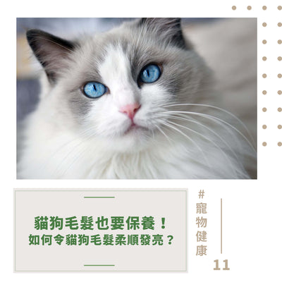Cat and dog hair should also be maintained! How to make cat and dog hair soft and shiny?