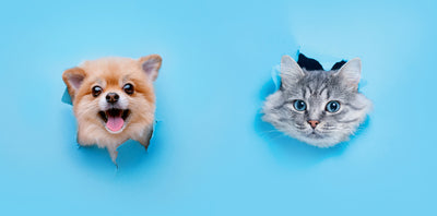 Revealing Cat and Dog Whiskers: Surprising Communication Tools