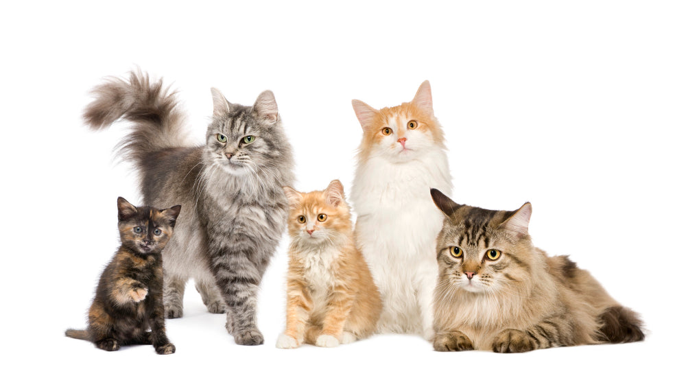 10種全球最愛貓品種：完美家庭伴侶指南
