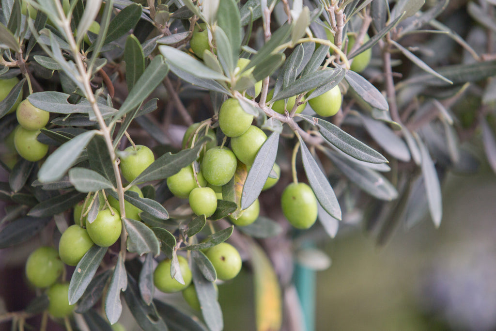 橄欖葉的秘密：不只是調味品，還是健康寶庫！