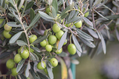 Olive Leaves: More Than Just a Spice!