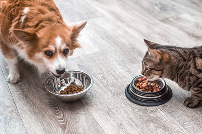 狗狗與貓咪的健康秘密：揭露食品添加劑的驚人益處