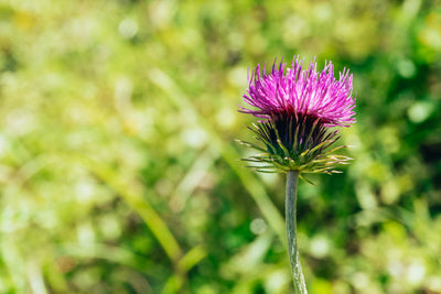 The Mysterious Power of Milk Thistle: How to Use This Plant to Improve Liver Health